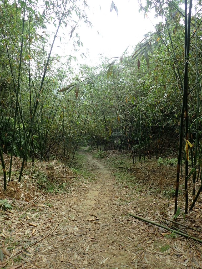 P4051087.JPG - 深坑  炮子崙登山步道