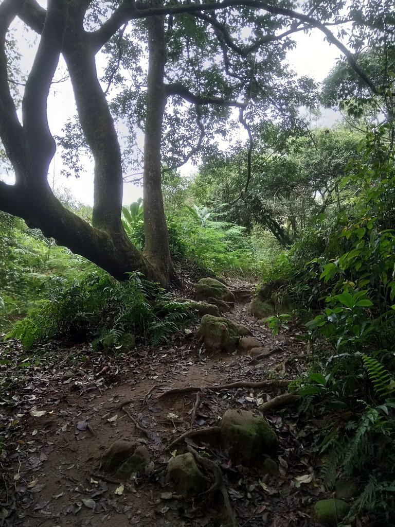 DSC_4870.JPG - 大溪  溪洲山登山步道