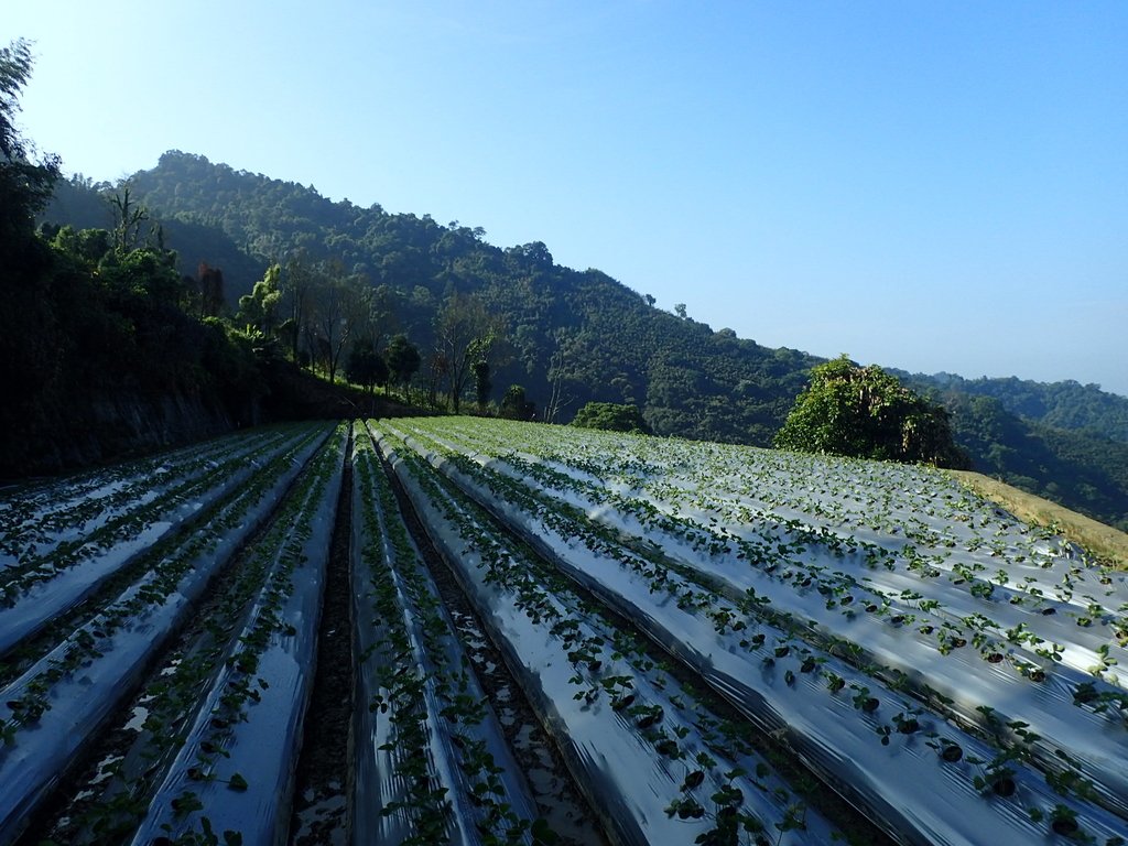 PA064327.JPG - 大湖  馬那邦山  (01)