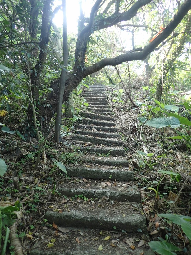 PB179523.JPG - 基隆  球子山(火號山)步道