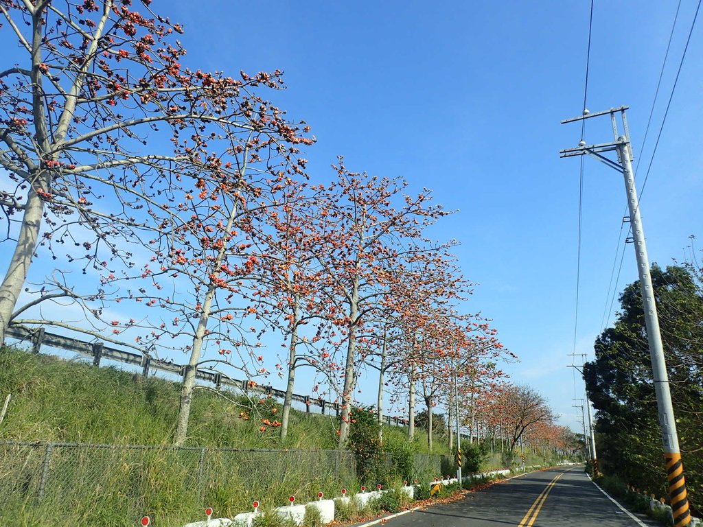 P3036262.JPG - 清水  大田產要道路  木棉花