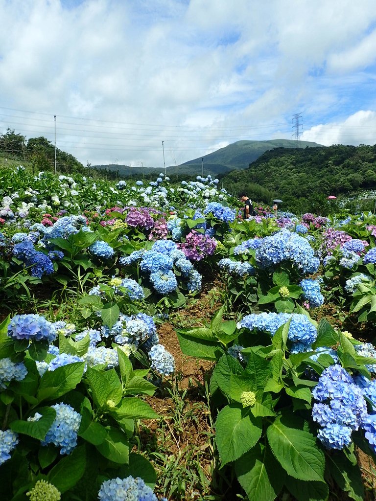 P5303950.JPG - 萬里  高家繡球花田