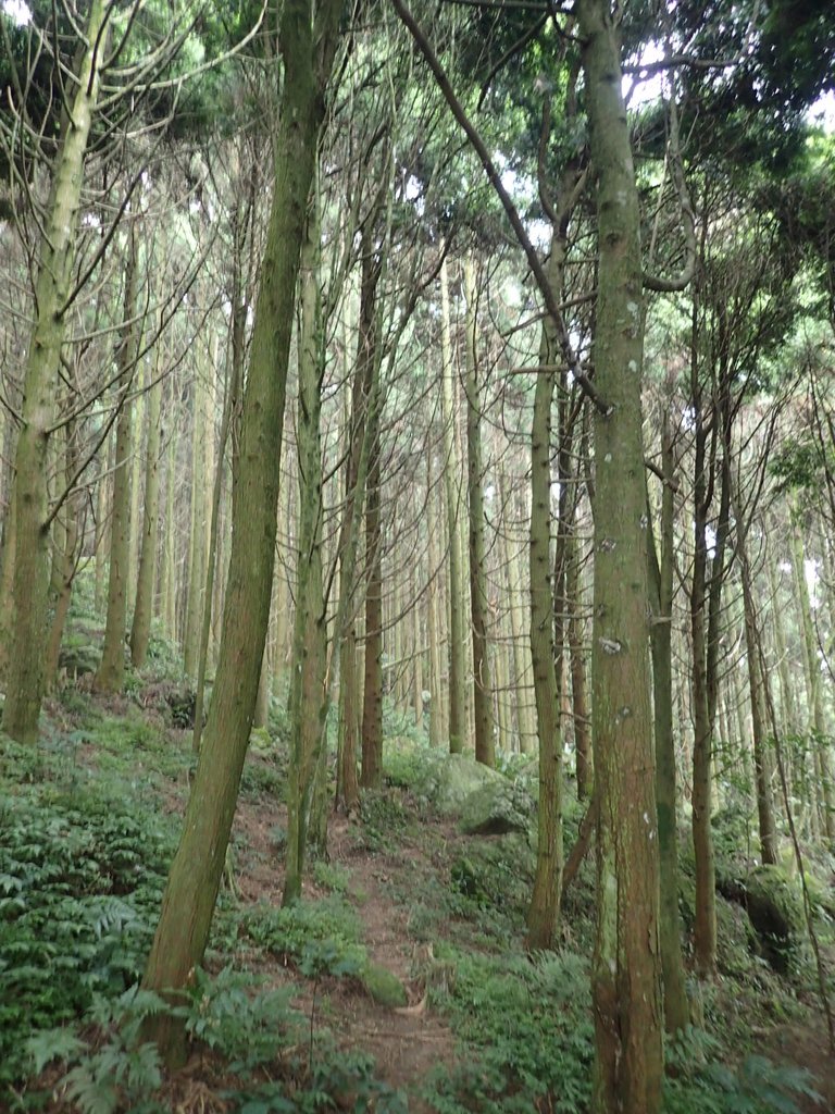 P9108409.JPG - 新竹  五指山登山步道