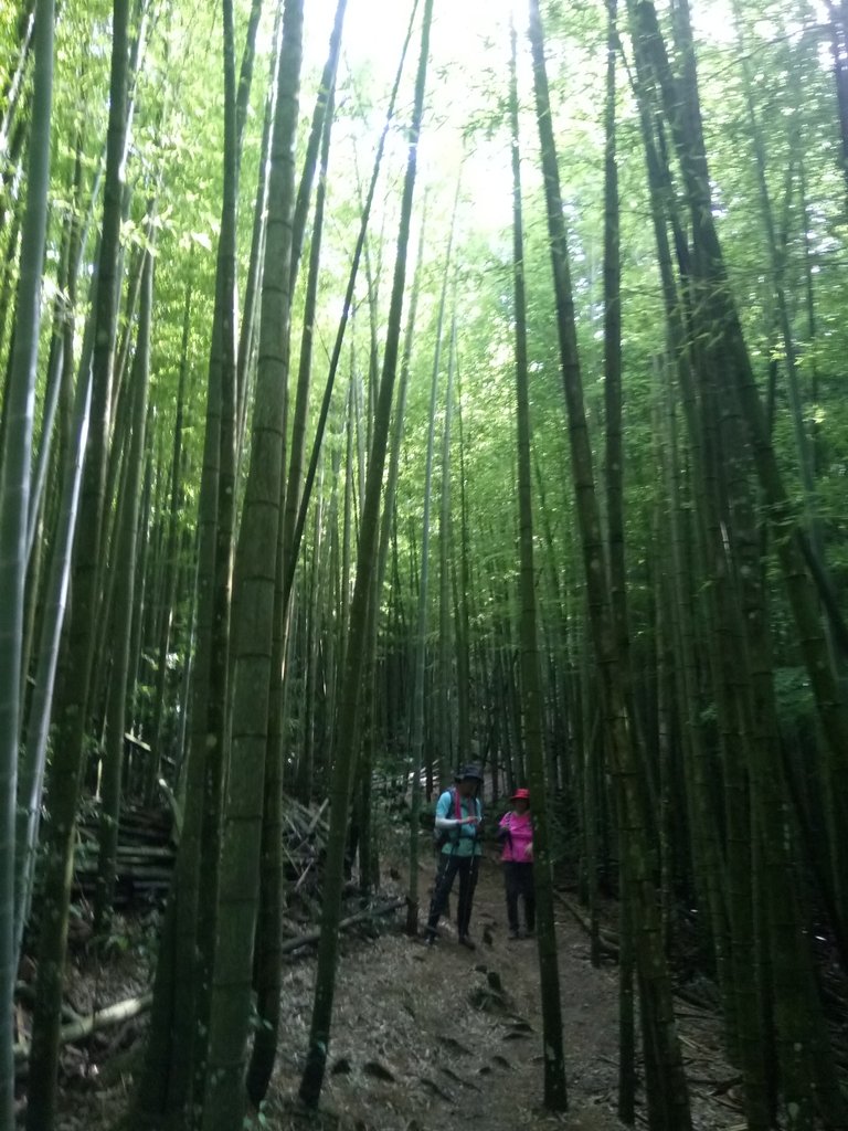 DSC_5212.JPG - 台中和平  長壽山登山步道  (中)