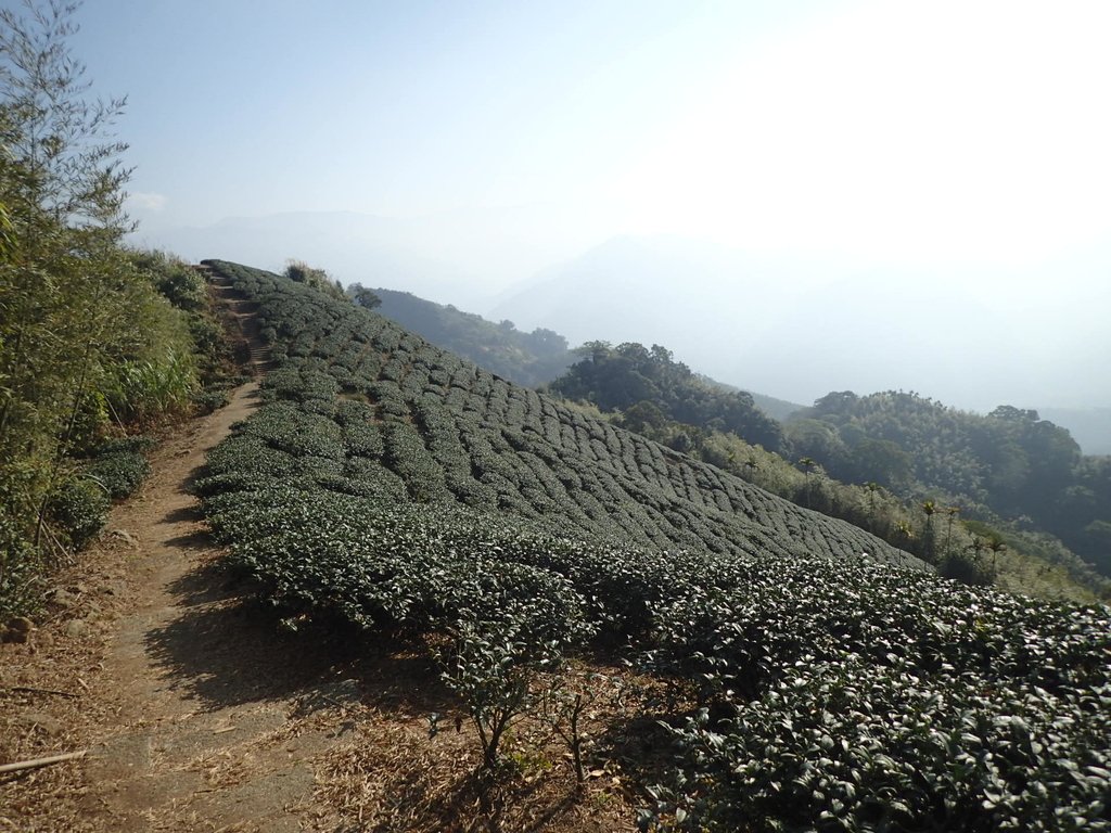 P1306605.JPG - 雲嘉連峰之  太平山  梨子腳山