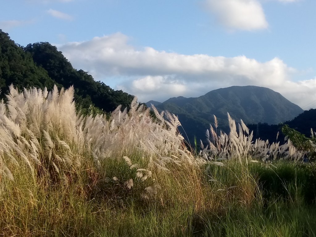 DSC_2953.JPG - 屈尺高灘地  甜根子草