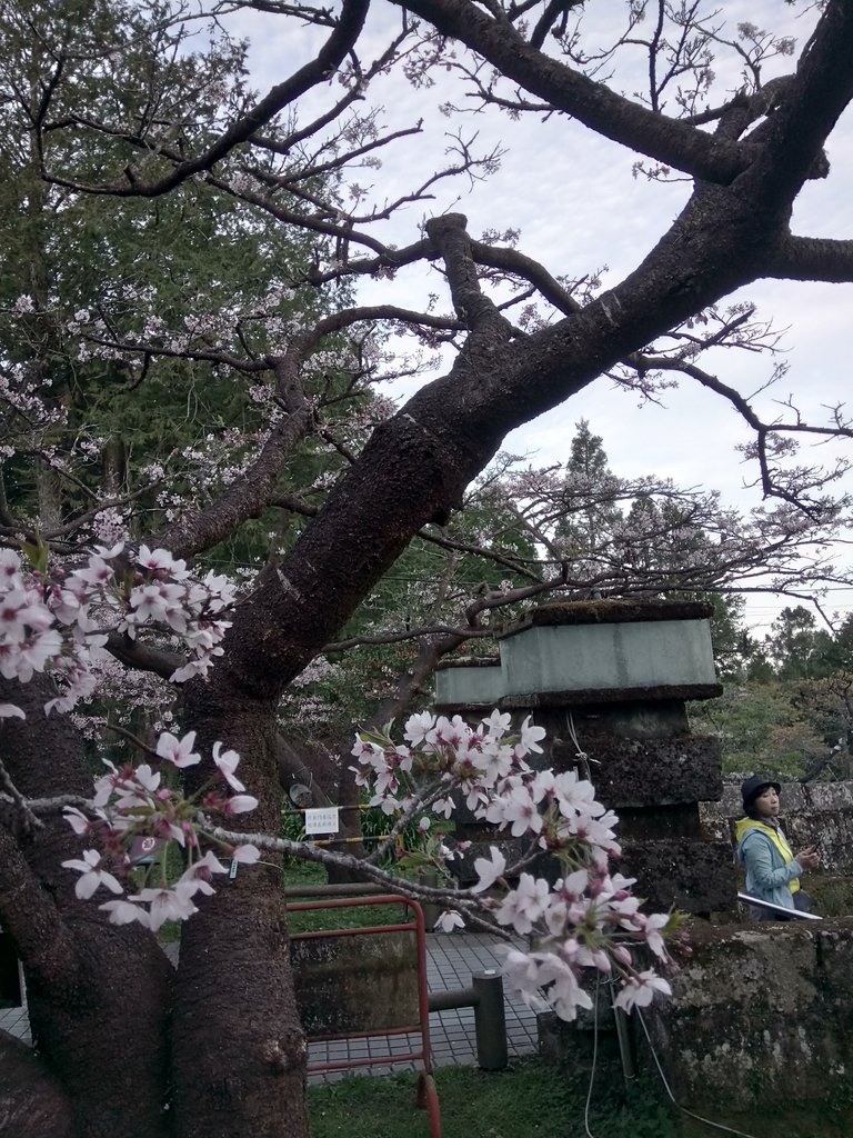 DSC_1635.JPG - 阿里山  沼平公園  賞櫻