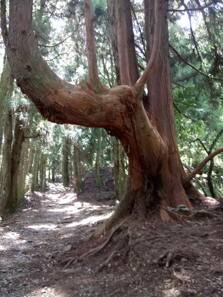 DSC_9925.JPG - 谷關七雄之  馬崙山  (下)