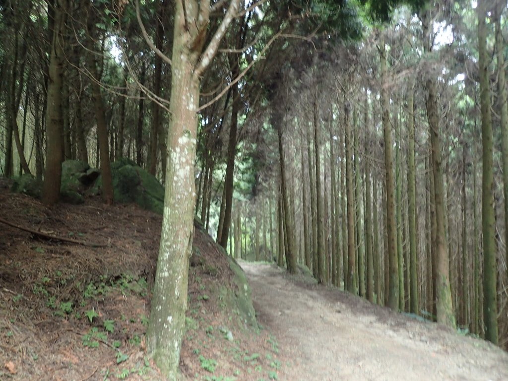 P9108411.JPG - 新竹  五指山登山步道