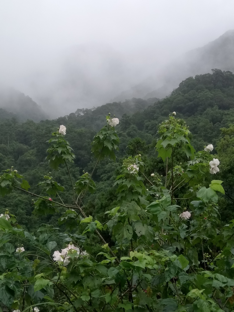 DSC_5105.JPG - 烏來  西坑林道  探幽