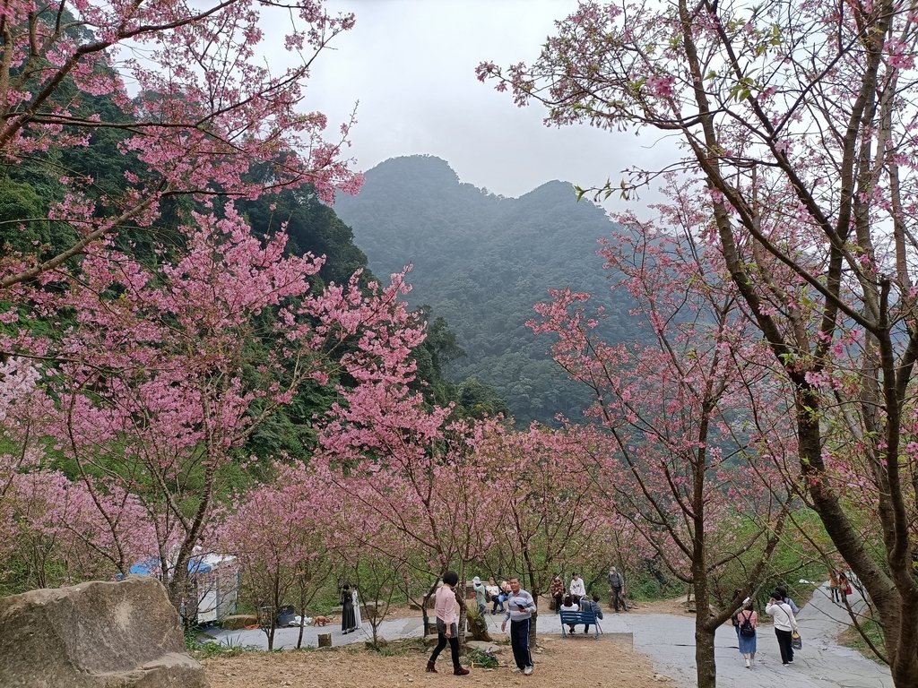 IMG20210226124438.jpg - 三峽  熊空  大熊櫻花林