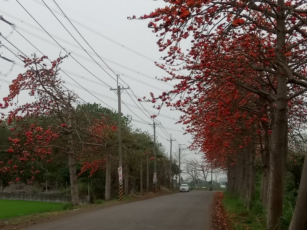 DSC_8269.JPG - 埤頭  東螺溪  木棉花