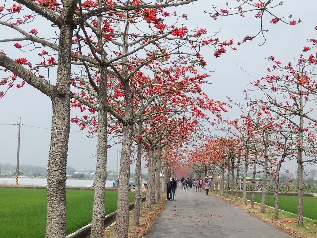 DSC_8463.JPG - 白河  林初埤  木棉花