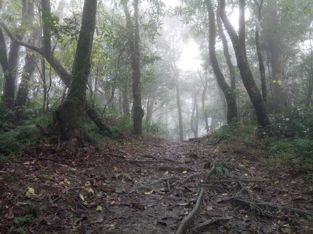 DSC_2417.JPG - 新店  獅子頭山隘勇線  02