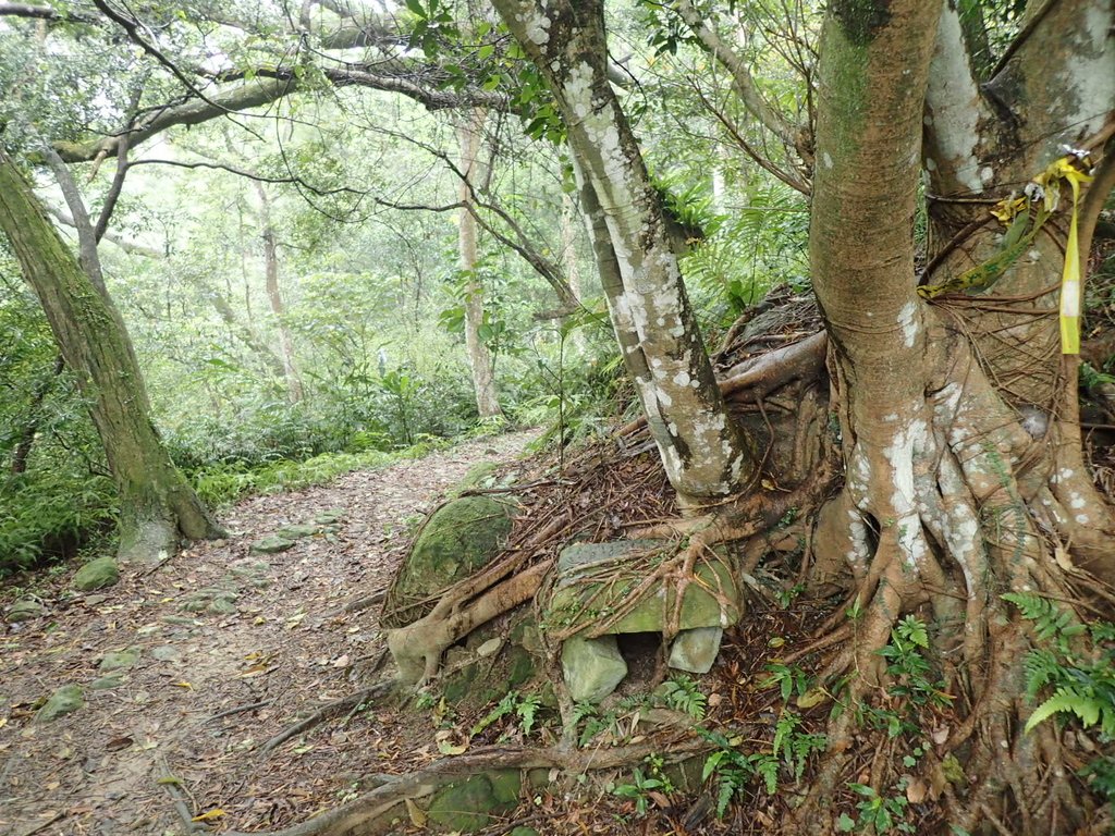 P4051078.JPG - 深坑  炮子崙登山步道