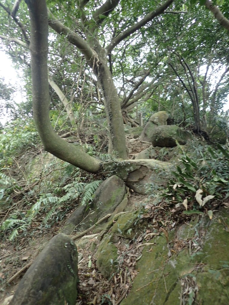 P2167961.JPG - 三峽  鳶尾山登山步道