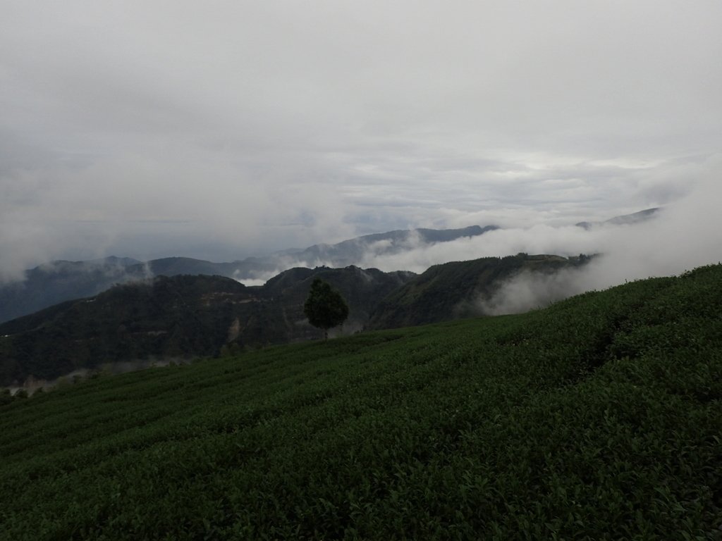 PA231861.JPG - 古坑  雲嶺之丘