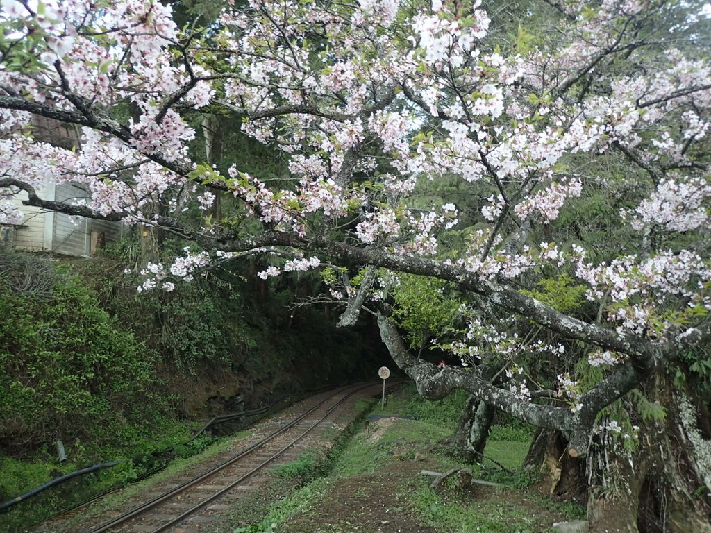 P3268025.JPG - 阿里山  沼平公園  賞櫻