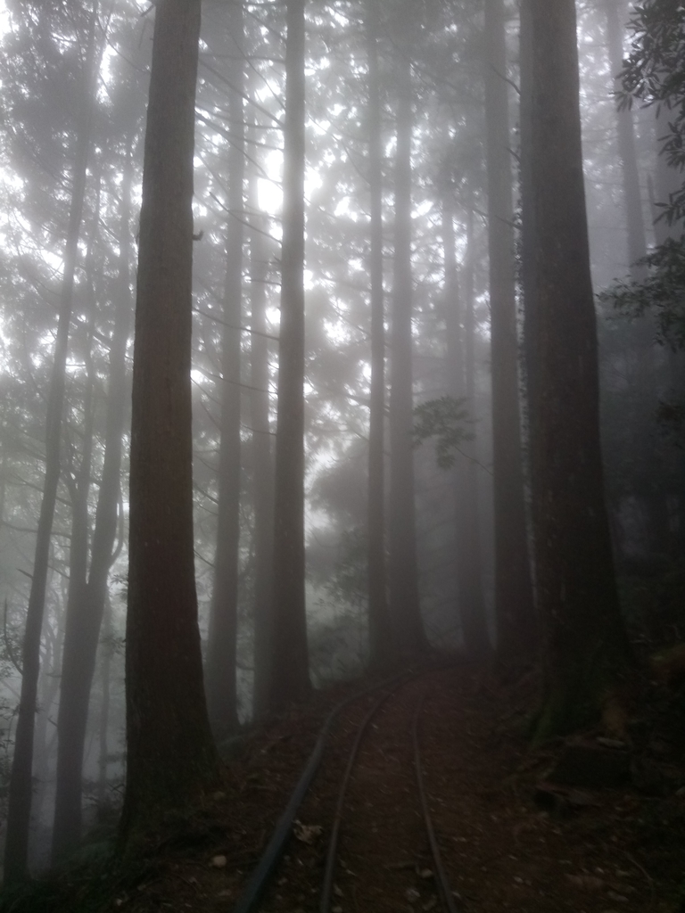 DSC_3792.JPG - 南庄  加里山  森林鐵道