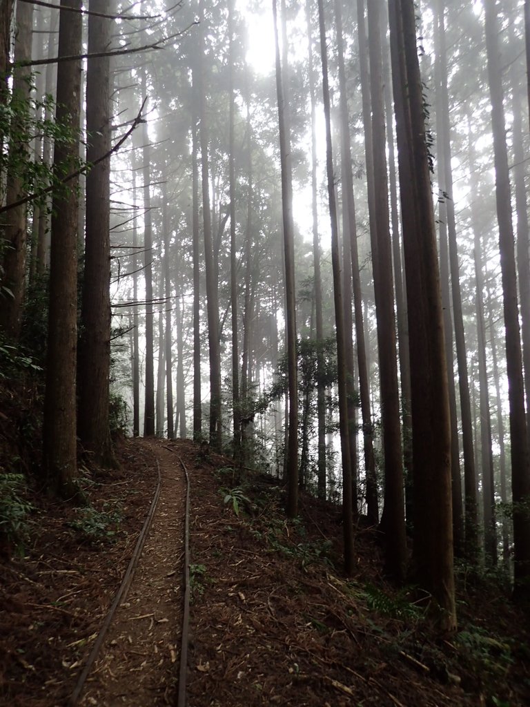 P2034994.JPG - 南庄  加里山  森林鐵道