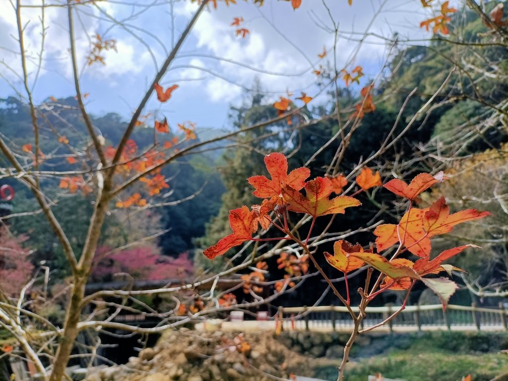 IMG20210205121547.jpg - 竹山  杉林溪森林遊樂園  路過