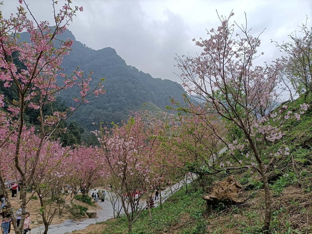 IMG20210226124918.jpg - 三峽  熊空  大熊櫻花林