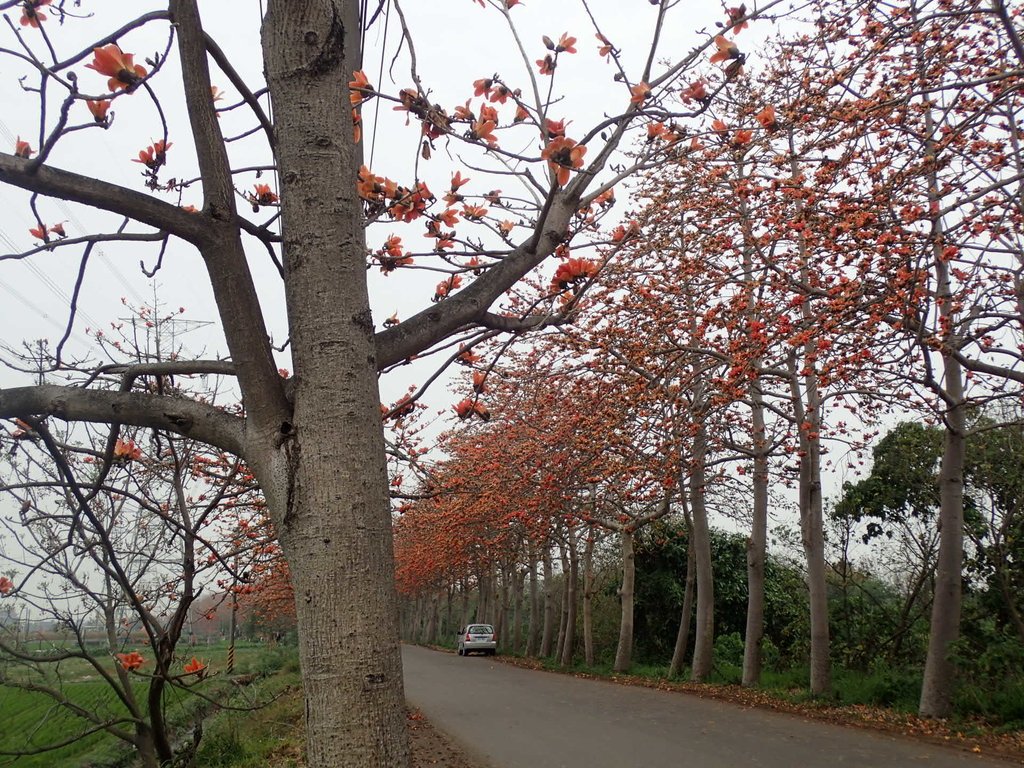 P3066412.JPG - 埤頭  東螺溪  木棉花