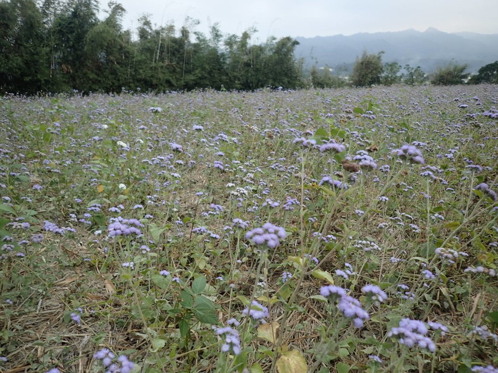 PC010707.JPG - 銅鑼  九湖村  太陽麻花田