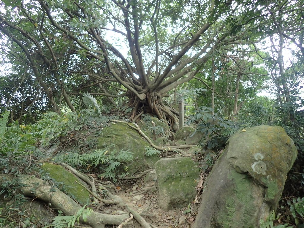 P2167962.JPG - 三峽  鳶尾山登山步道