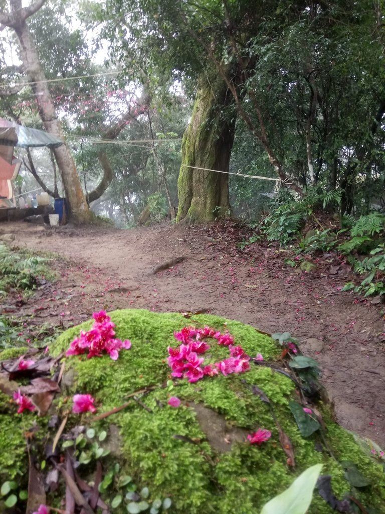 DSC_4891.JPG - 大溪  溪洲山登山步道