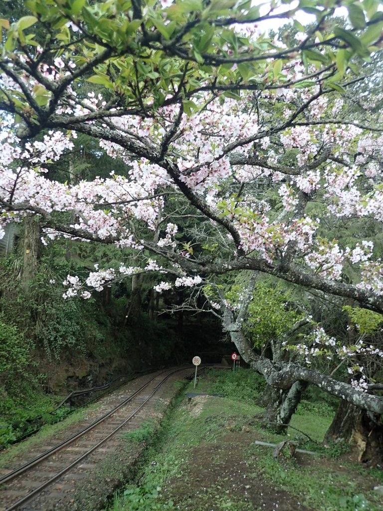 P3268028.JPG - 阿里山  沼平公園  賞櫻