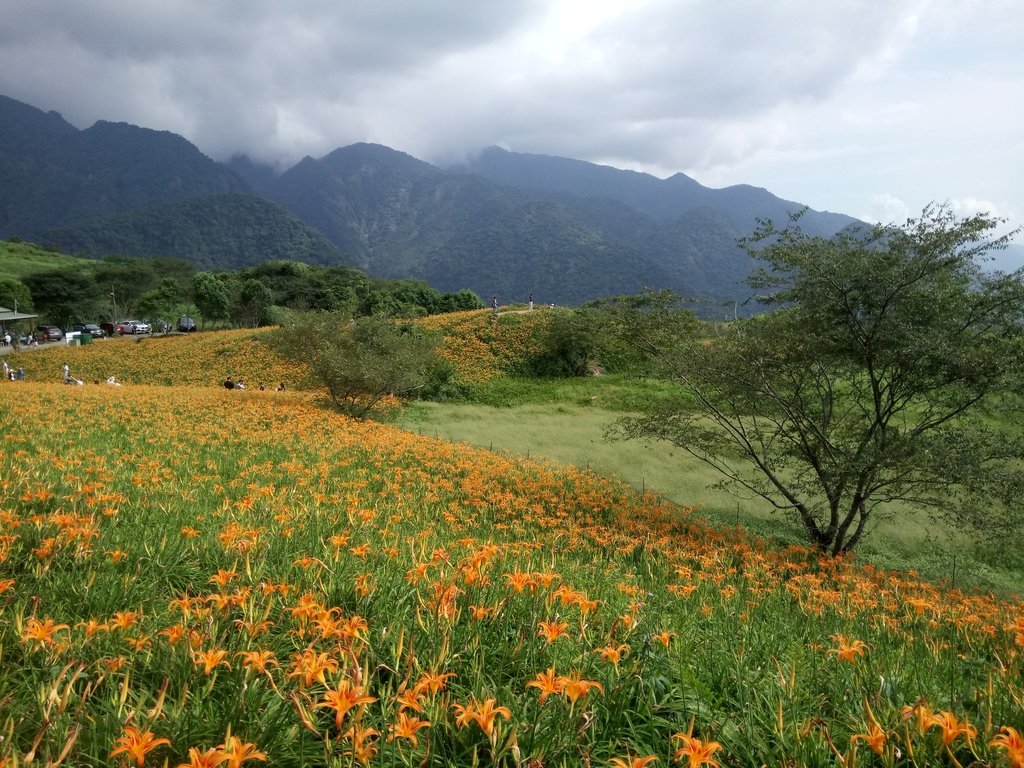 DSC_0725.JPG - 富里  六十石山  金針花季