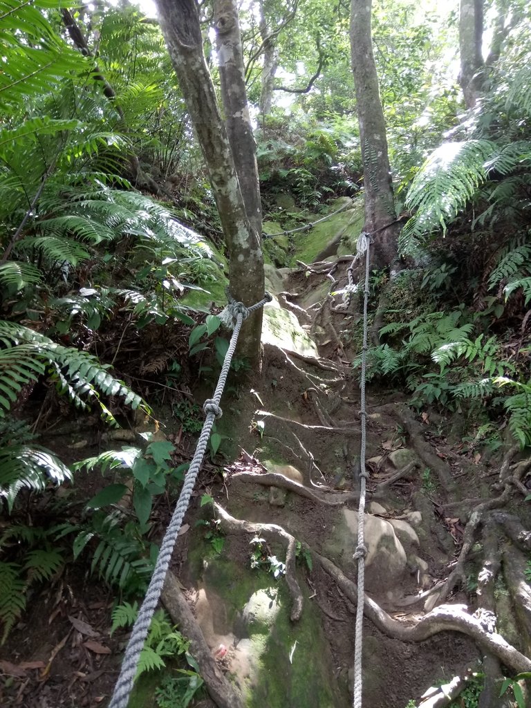 DSC_2999.JPG - 大溪  金面山登山步道