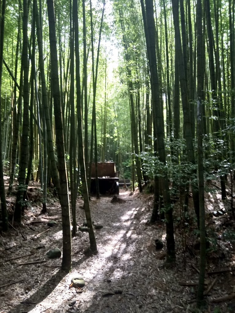 DSC_5215.JPG - 台中和平  長壽山登山步道  (中)