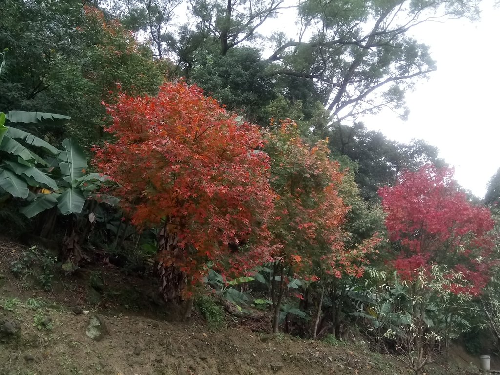 DSC_1773.JPG - 土城  承天寺  朝山步道