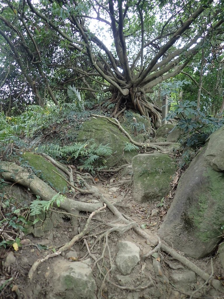 P2167964.JPG - 三峽  鳶尾山登山步道