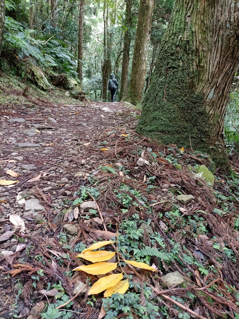 IMG20201215131200.jpg - 東眼山  東滿步道