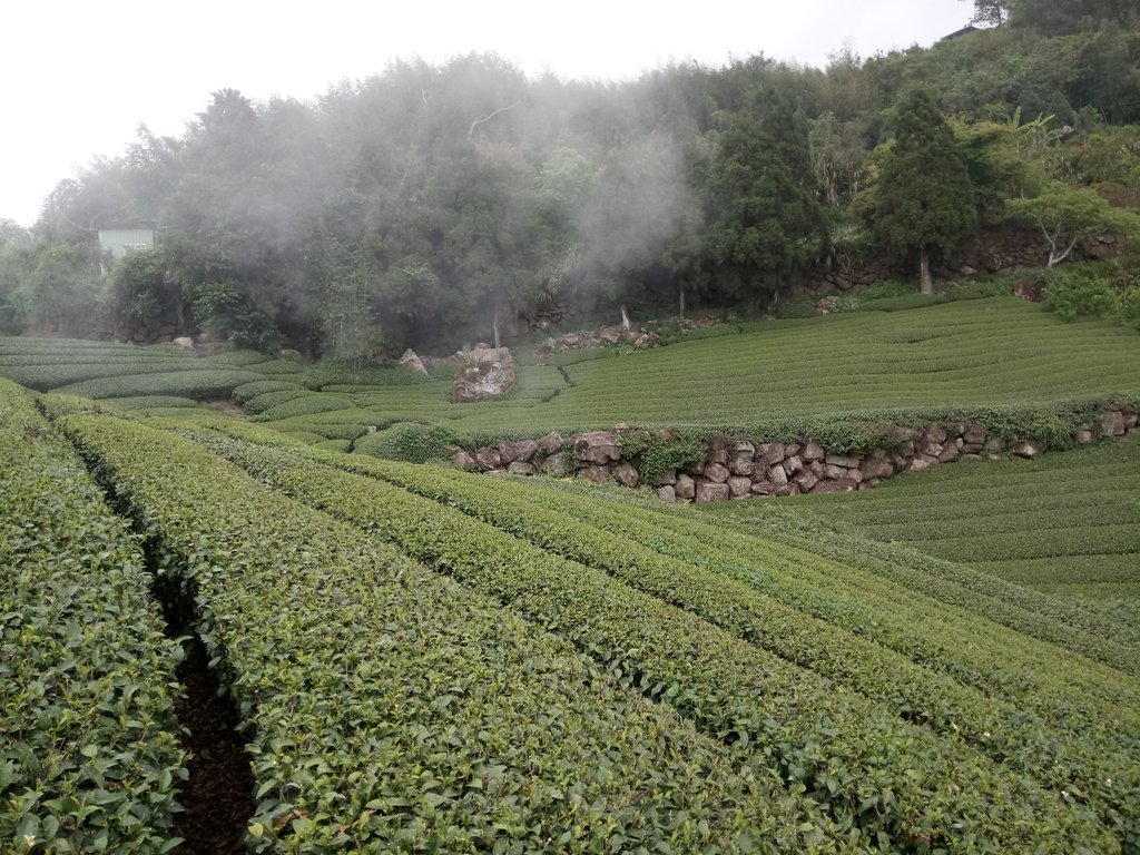 DSC_1410.JPG - 阿里山  隙頂茶園之美