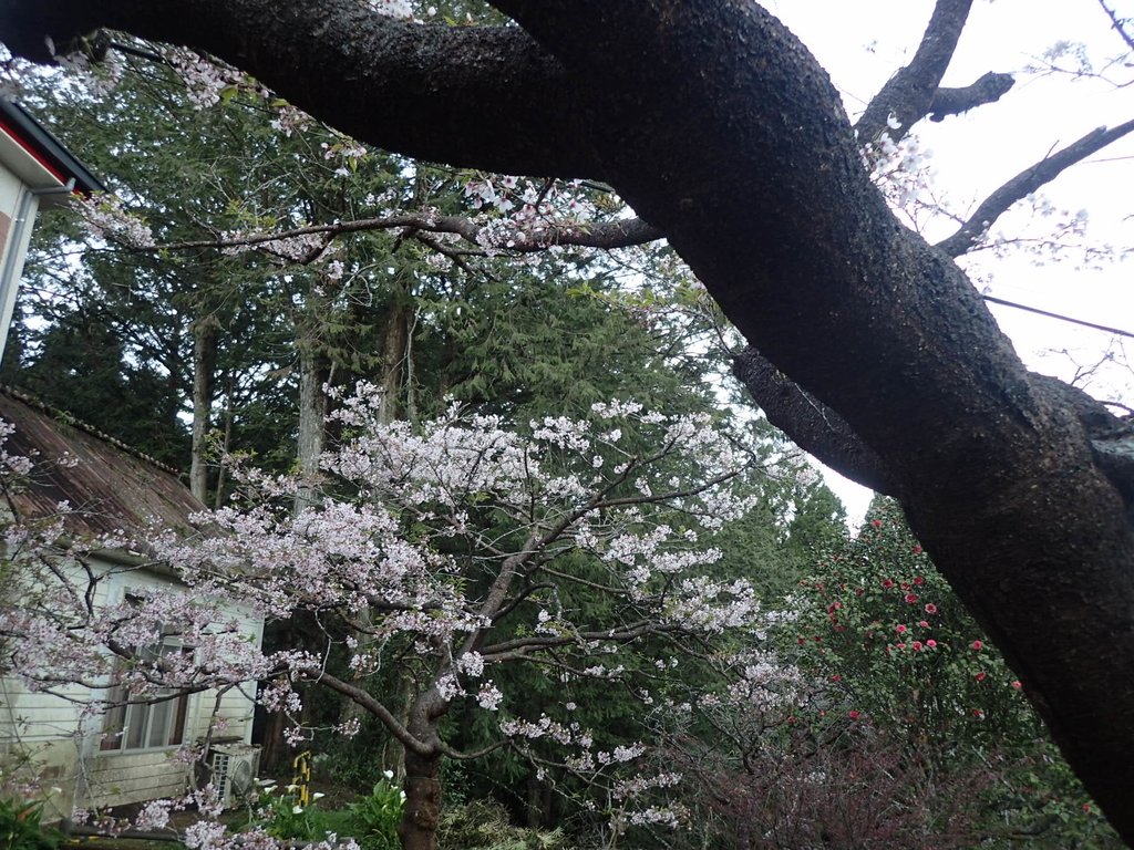 P3268031.JPG - 阿里山  沼平公園  賞櫻