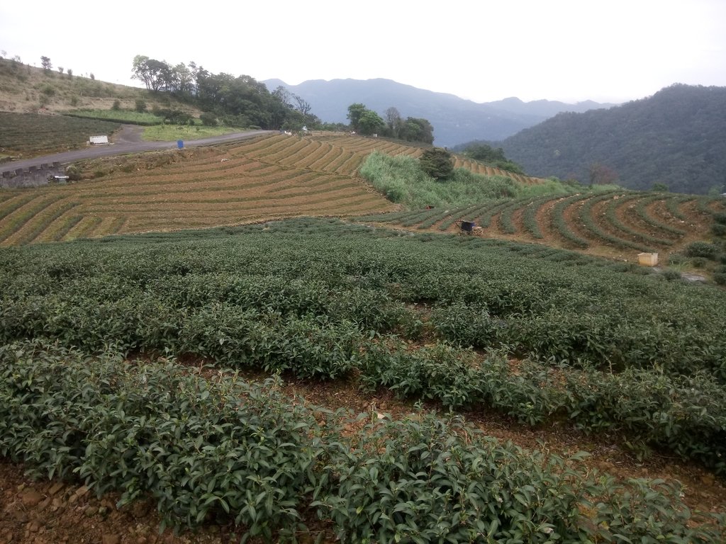 DSC_7200.JPG - 坪林  大湖尾茶園風光