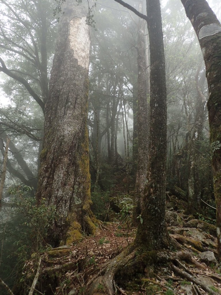 PA185686.JPG - 台中  和平  稍來山南峰