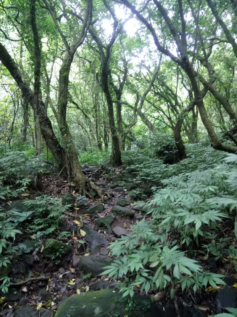 DSC_0696.JPG - 三芝  大屯溪古道