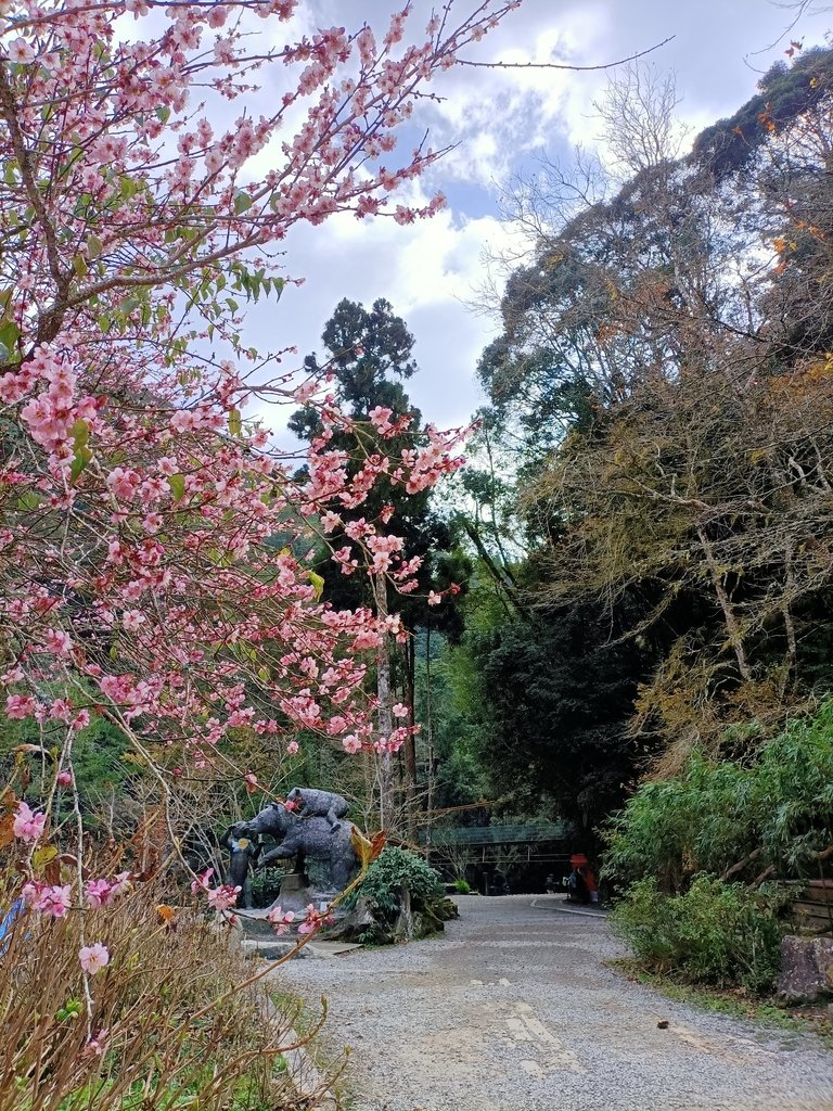 IMG20210205123348.jpg - 竹山  杉林溪森林遊樂園  路過