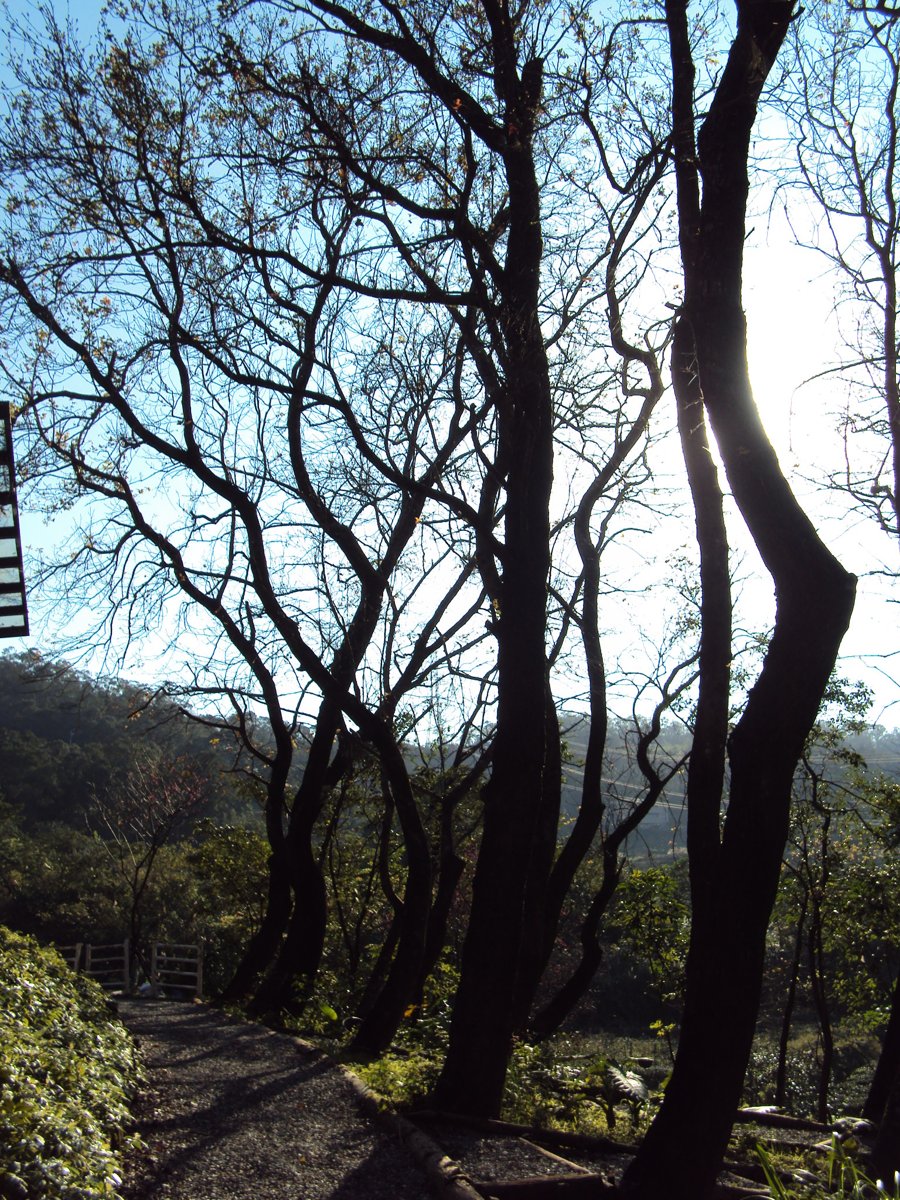 DSC03479.JPG - 貓空  樟樹步道