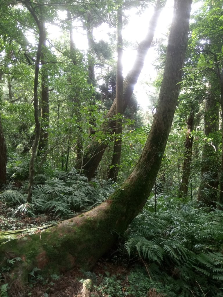 DSC_8978.JPG - 復興  東眼山森林步道