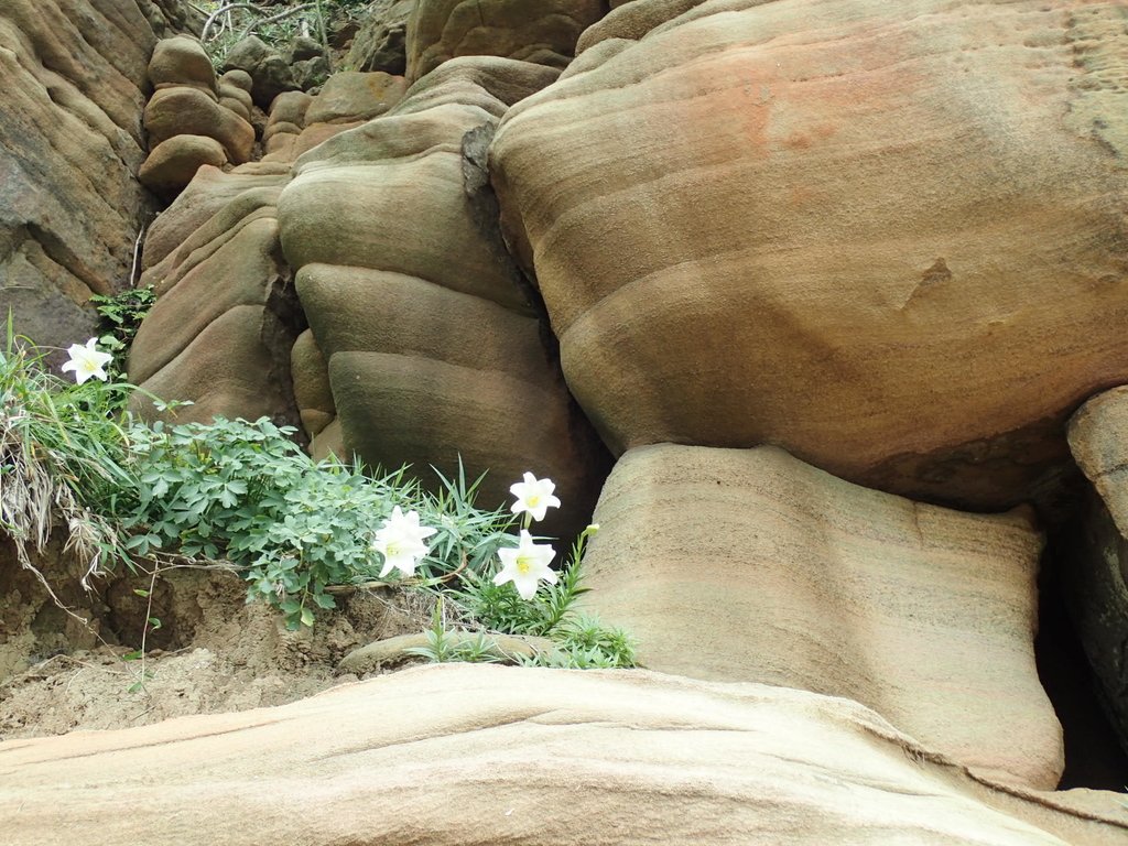 P5056632.JPG - 金山  燭臺雙ˊ峙 神秘海岸