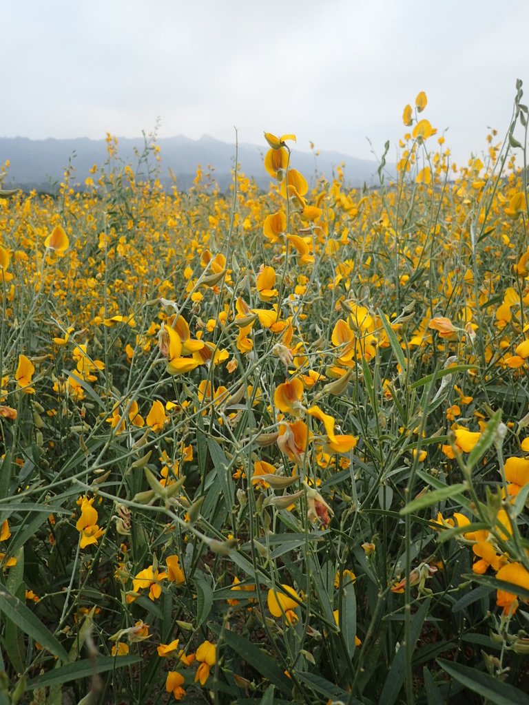 PC010715.JPG - 銅鑼  九湖村  太陽麻花田