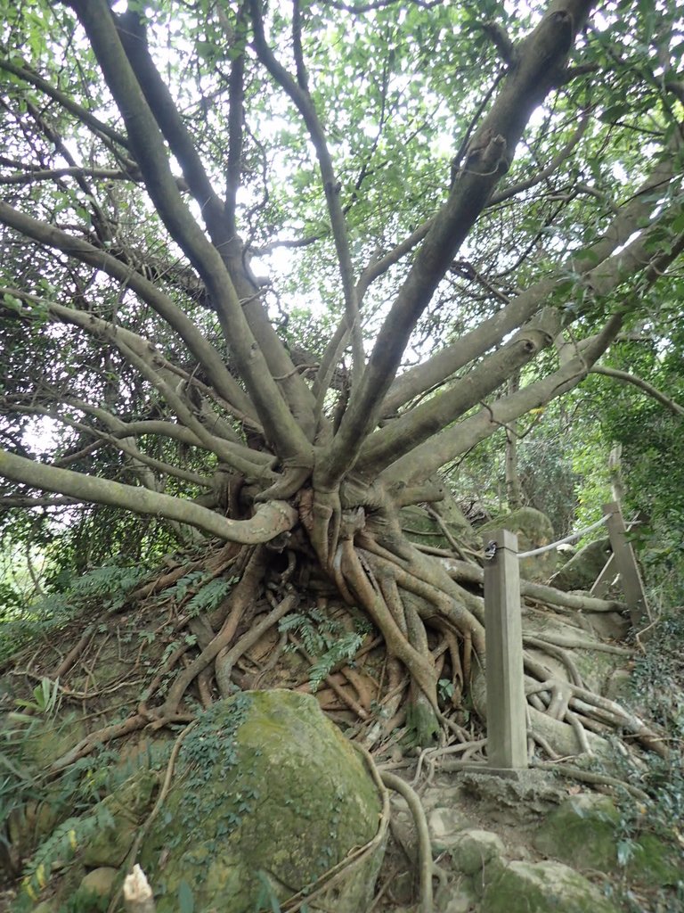 P2167966.JPG - 三峽  鳶尾山登山步道