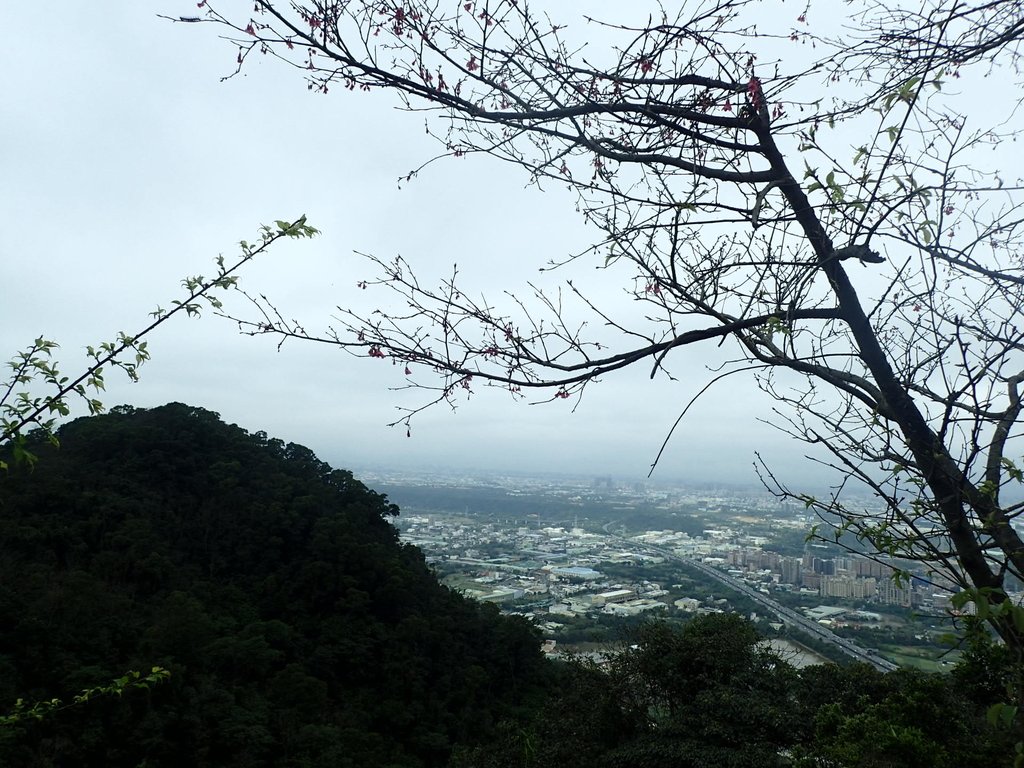 P2168014.JPG - 三峽  鳶山  (福德坑山)