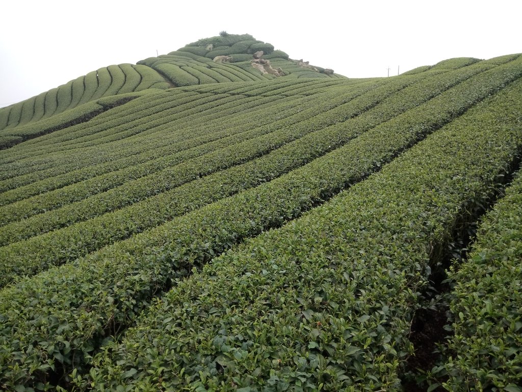 DSC_1424.JPG - 阿里山  隙頂茶園之美